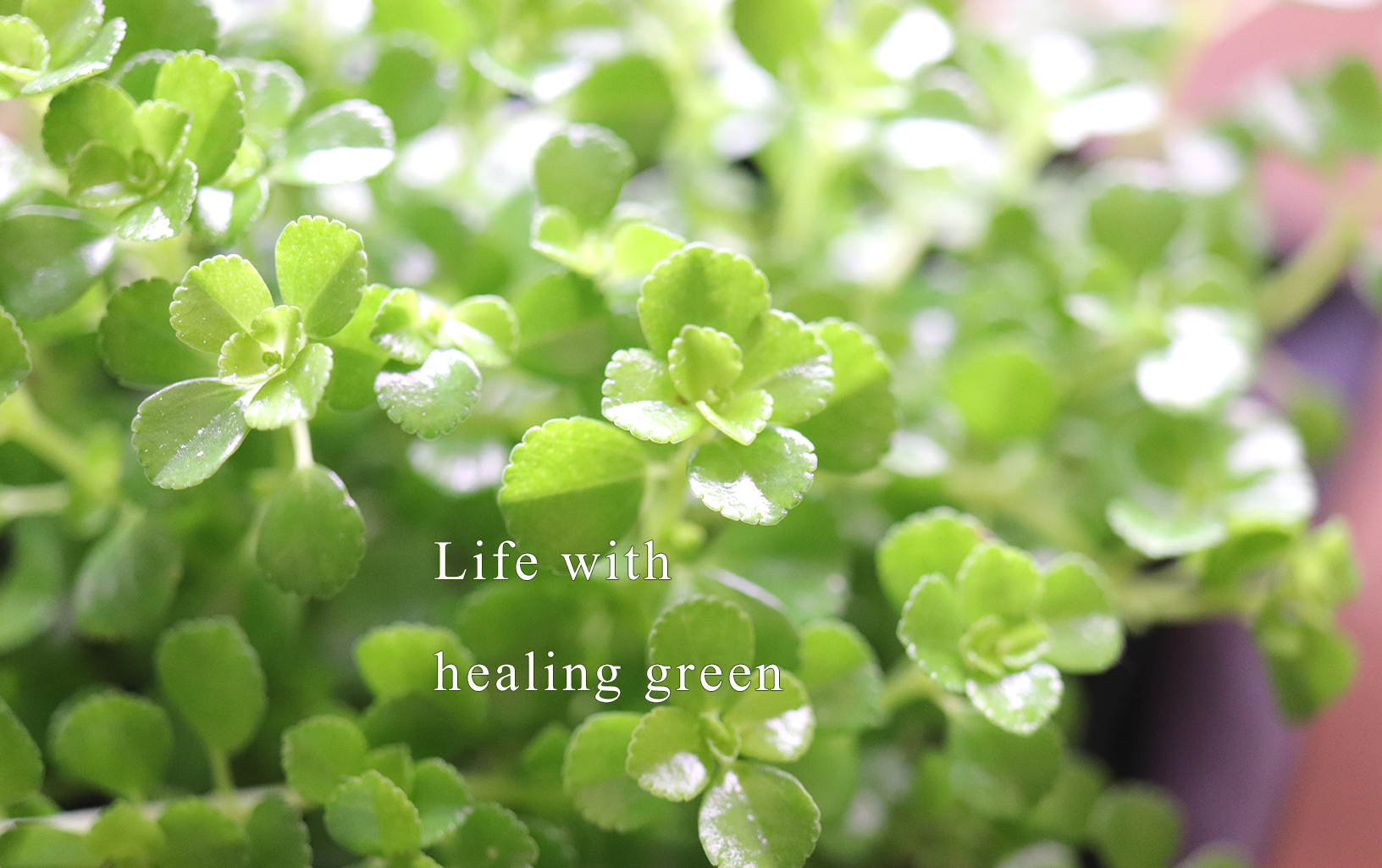 Life with healing green