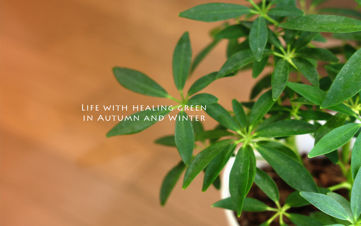 LIFE WITH HEALING GREEN IN AUTUMN AND WINTER